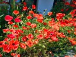 Saatgut Klatschmohn - Papaver rhoeas