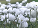 Saatgut Weißer Klatschmohn - Papaver rhoeas 'Bridal Silk'
