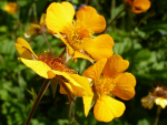 Chilenische Nelkenwurz 'Goldball' - Geum chiloense