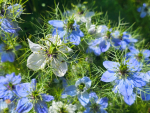 Jungfer im Grünen - Nigella damascena 