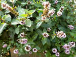 Saatgut Pfefferminze - Mentha × piperita
