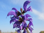 Saatgut Echter Salbei - Salvia officinalis