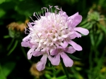 Japanische Berg-Skabiose Scabiosa japonica 