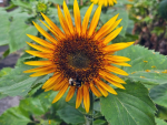 Stern-Sonnenblume - Helianthus annuus 'Astra Yellow Brown'