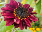 Sonnenblume Chocolat- Helianthus annuus