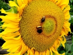 Saatgut Gelbe Sonnenblume "Summersun" - Helianthus annuus