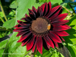 Saatgut Sonnenblume Chocolat- Helianthus annuus