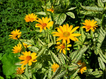 Kleinkoepfige-Sonnenblume---Helianthus-microcephalus--Lemon-Queen--1200