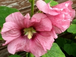 Stockrose - Alcea rosea HS - 