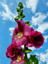 Gewöhnliche Stockrose Lila Dunkelrot Bordeaux- Alcea rosea