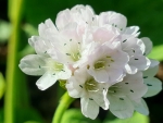 Saatgut Gras - Strandnelke - Armeria maritima 'Alba'
