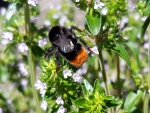 Gartenthymian - Thymus vulgaris