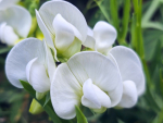 Weiße Staudenwicke Lathyrus latifolius 'Weisse Perle'