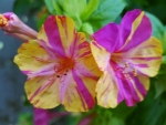 Saatgut Bunte Wunderblume - Mirabilis jalapa colorful