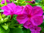 Lila Wunderblume - Mirabilis jalapa